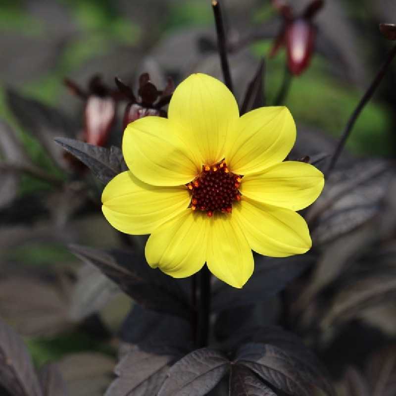Dahlia 'Mystic Illusion' ® - 'Knockout'