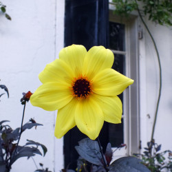 Dahlia 'Mystic Illusion' ® - 'Knockout'