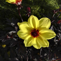Dahlia 'Mystic Illusion' ® - 'Knockout'