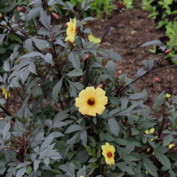 Dahlia 'Mystic Illusion' ® - 'Knockout'