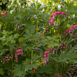 Dicentra spectabilis