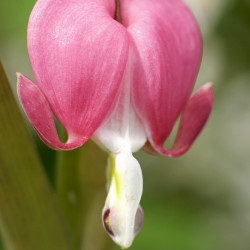 Dicentra spectabilis