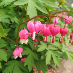 Dicentra spectabilis