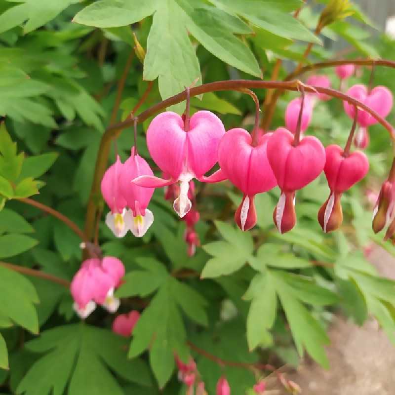 Dicentra spectabilis