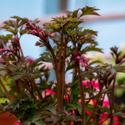 Dicentra spectabilis Valentine