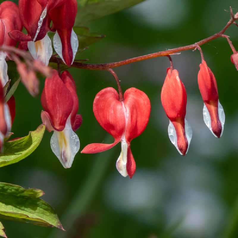 Dicentra spectabilis Valentine