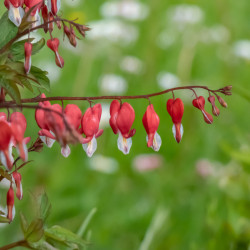 Dicentra spectabilis Valentine