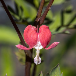 Dicentra spectabilis Valentine
