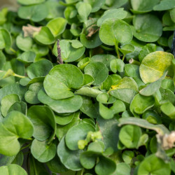 Dichondra repens