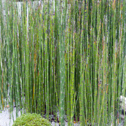 Equisetum hyemale