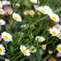 Erigeron karvinskianus