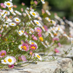Erigeron karvinskianus
