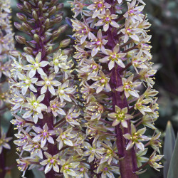 Eucomis comosa ‘Sparkling Burgundy’