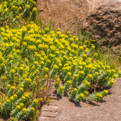 Euphorbia myrsinites - Euphorbe de Corse