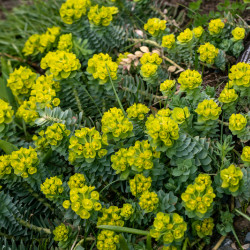 Euphorbia myrsinites - Euphorbe de Corse