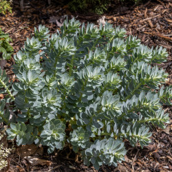 Euphorbia myrsinites - Euphorbe de Corse