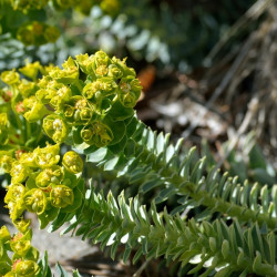 Euphorbia myrsinites - Euphorbe de Corse