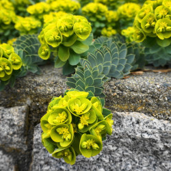 Euphorbia myrsinites - Euphorbe de Corse