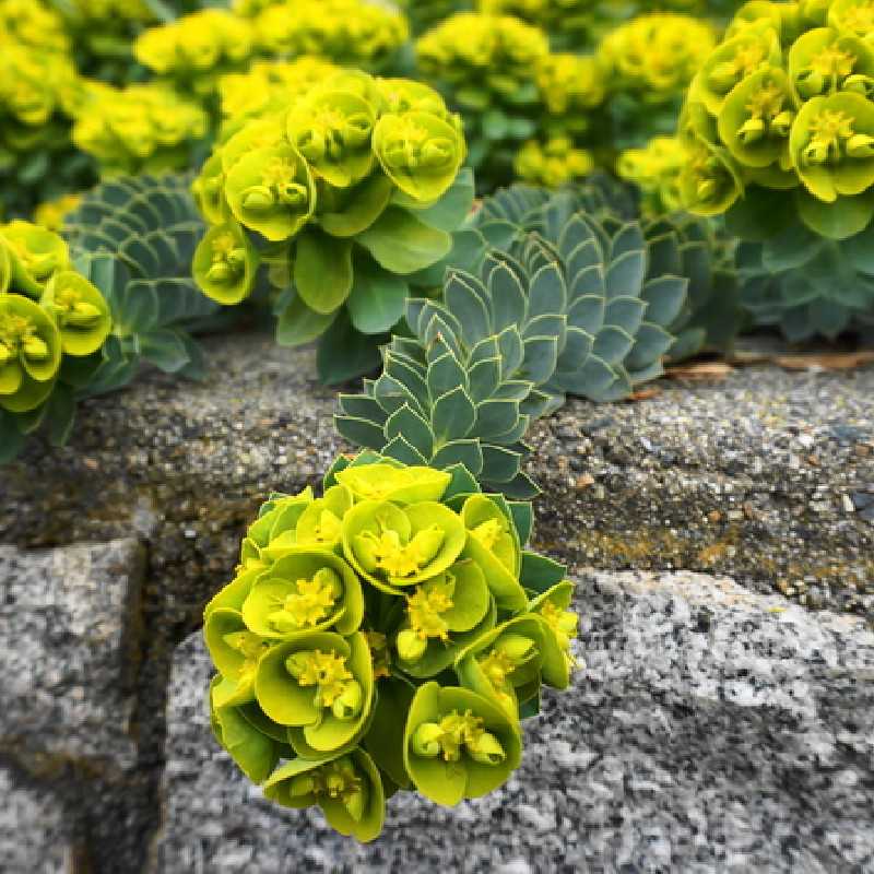 Euphorbia myrsinites - Euphorbe de Corse