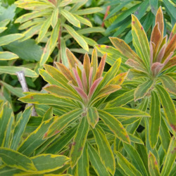 Euphorbia × martinii 'Ascot Rainbow'