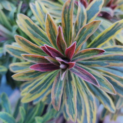 Euphorbia × martinii 'Ascot Rainbow' - Euphorbe