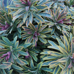 Euphorbia × martinii 'Ascot Rainbow' - Euphorbe