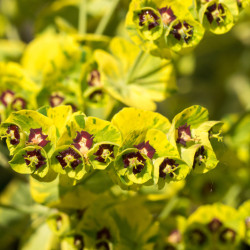 Euphorbia × martinii 'Ascot Rainbow'