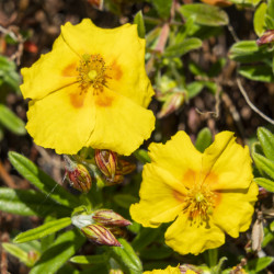 Helianthemum 'Golden Queen' - Hélianthème