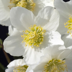 Helleborus niger