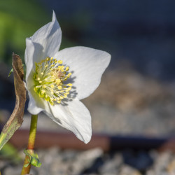 Helleborus niger
