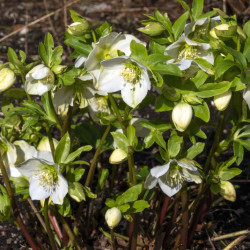 Helleborus niger