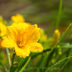 Hemerocallis ‘Stella de Oro’
