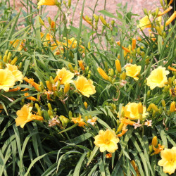Hemerocallis ‘Stella de Oro’