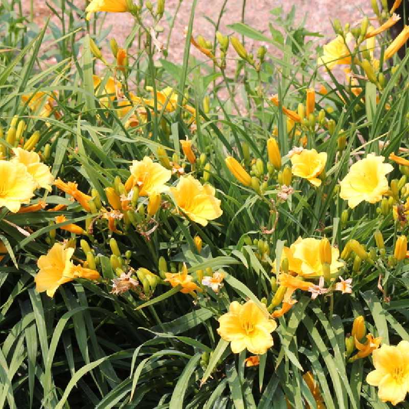 Hemerocallis ‘Stella de Oro’
