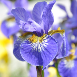 Iris sibirica ‘Fran's Gold‘