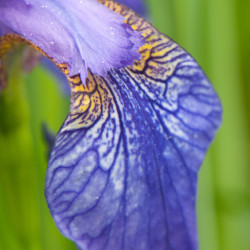 Iris sibirica ‘Fran's Gold‘