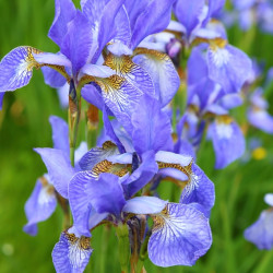 Iris sibirica ‘Fran's Gold‘