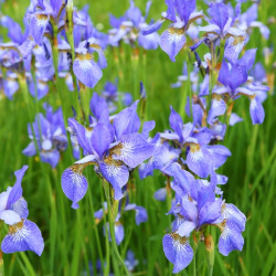 Iris sibirica ‘Fran's Gold‘
