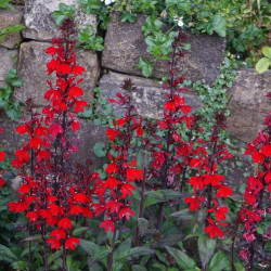 Lobelia x speciosa ‘Starship Scarlet‘
