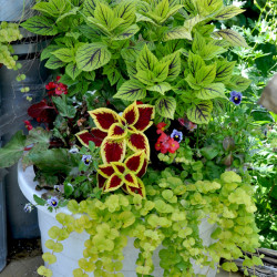 Lysimachia nummularia Aurea