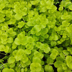 Lysimachia nummularia Aurea
