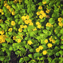 Lysimachia nummularia Aurea