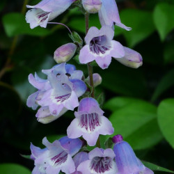 Penstemon ‘Sour Grapes’