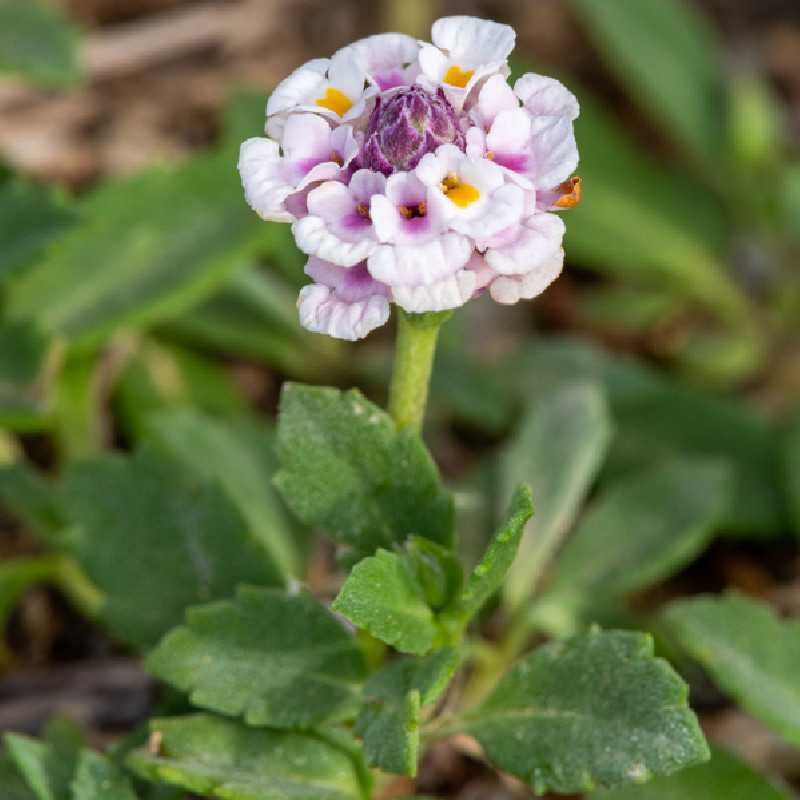 Phyla nodiflora Canescens