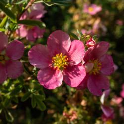 Potentilla fruticosa ‘Bellissima‘ - Potentille arbustive