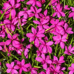 Rhodohypoxis milloides ‘Paula’