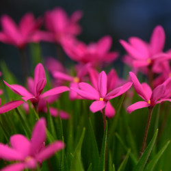 Rhodoxis ‘Fairytale’