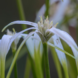Rhynchospora colorata - Danseuse Etoile