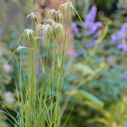Rhynchospora colorata - Danseuse Etoile