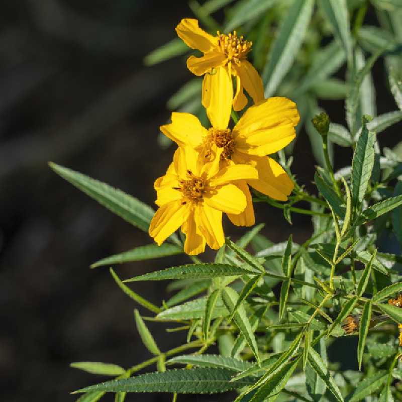 Tagetes lemmonii